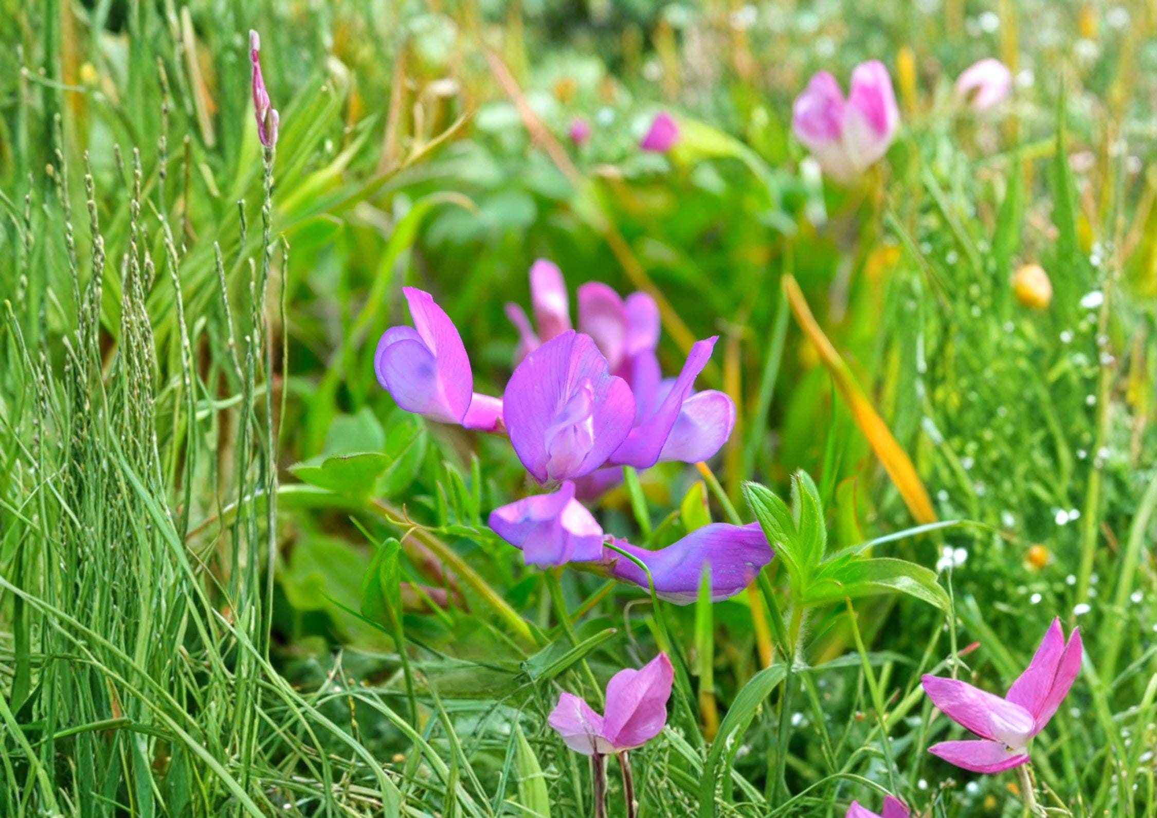American Vetch Seeds – Native Purple Wildflower Vine, Pollinator Plant, 25 Seeds, Lathyrus latifolius