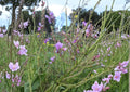 Showy Tick Trefoil Seeds – Native Pink Prairie Wildflower, Pollinator Perennial, 25 Seeds for Garden, Wildflower, Native Plant