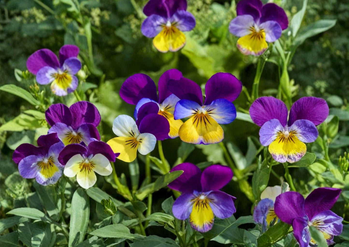Johnny Jump Up Seeds - Viola Tricolor Purple & Yellow Pansy Style Blooms, 100 Seeds - Flower Seeds for Garden, Container, Pollinator Friendly