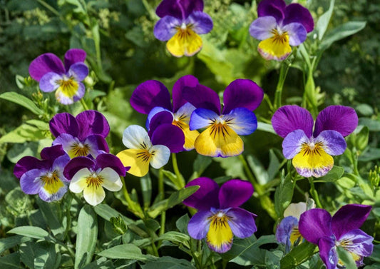 Johnny Jump Up Seeds - Viola Tricolor Purple & Yellow Pansy Style Blooms, 100 Seeds - Flower Seeds for Garden, Container, Pollinator Friendly