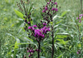 Giant Ironweed Seeds – Vernonia Gigantea, Purple Native Wildflower, 100 Seeds, Native Plant for Garden, Wildflower Seeds
