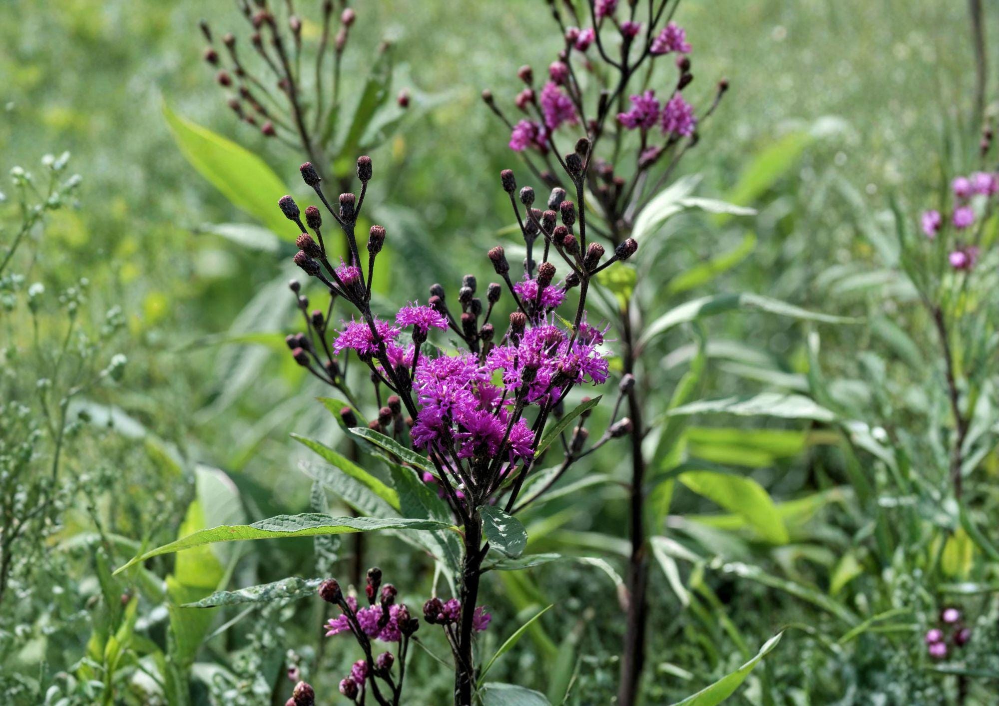 Giant Ironweed Seeds – Vernonia Gigantea, Purple Native Wildflower, 100 Seeds, Native Plant for Garden, Wildflower Seeds