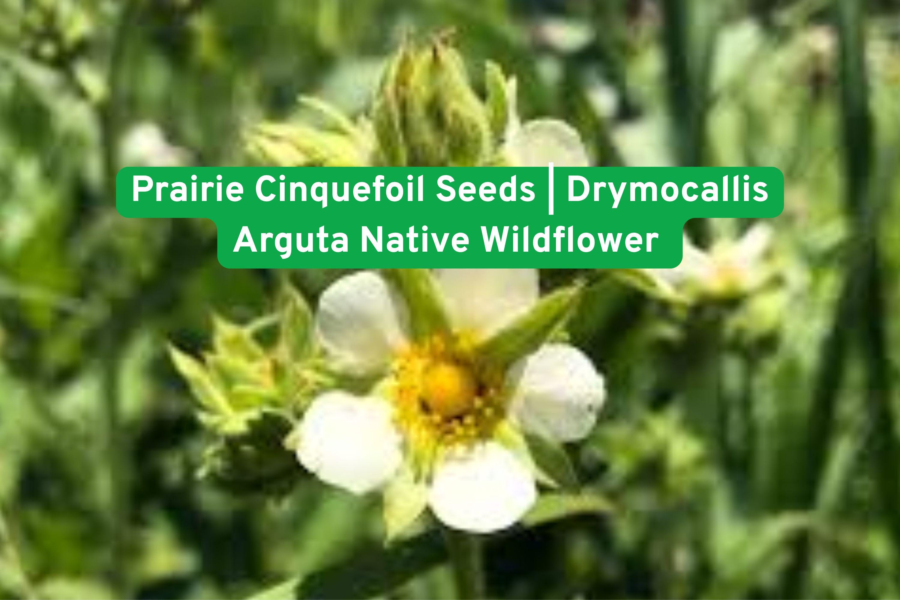 Prairie Cinquefoil Seeds | Native Wildflower Perennial | Drought-Tolerant Bee & Butterfly Attractant | Drymocallis arguta
