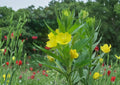 Oenothera biennis Evening Primrose Seeds - 100 Yellow Night Blooming Wildflower, Hardy Pollinator Plant, Fast Shipping