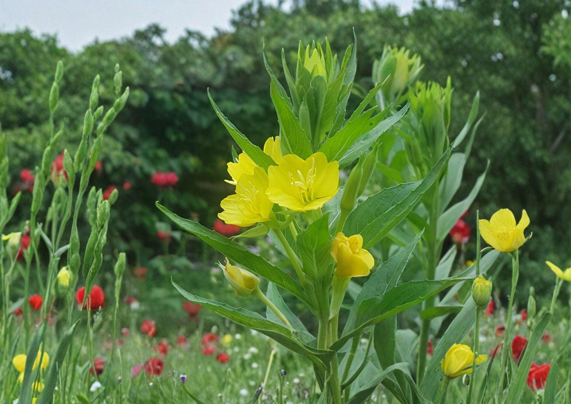 Oenothera biennis Evening Primrose Seeds - 100 Yellow Night Blooming Wildflower, Hardy Pollinator Plant, Fast Shipping