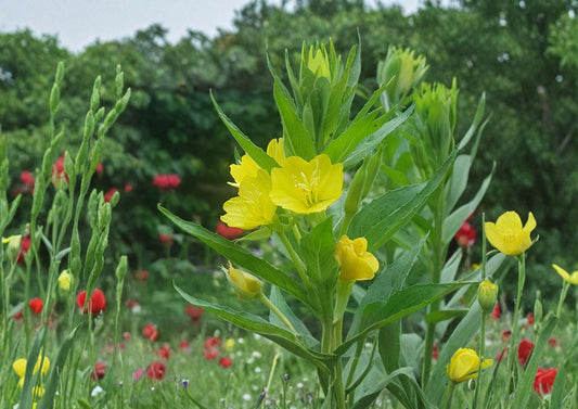 Oenothera biennis Evening Primrose Seeds - 100 Yellow Night Blooming Wildflower, Hardy Pollinator Plant, Fast Shipping