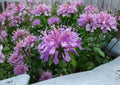Monarda fistulosa Wild Bergamot Seeds - Native Bee Balm, Lavender Purple Pollinator Prairie Wildflower, Fast Growing Seed Pack