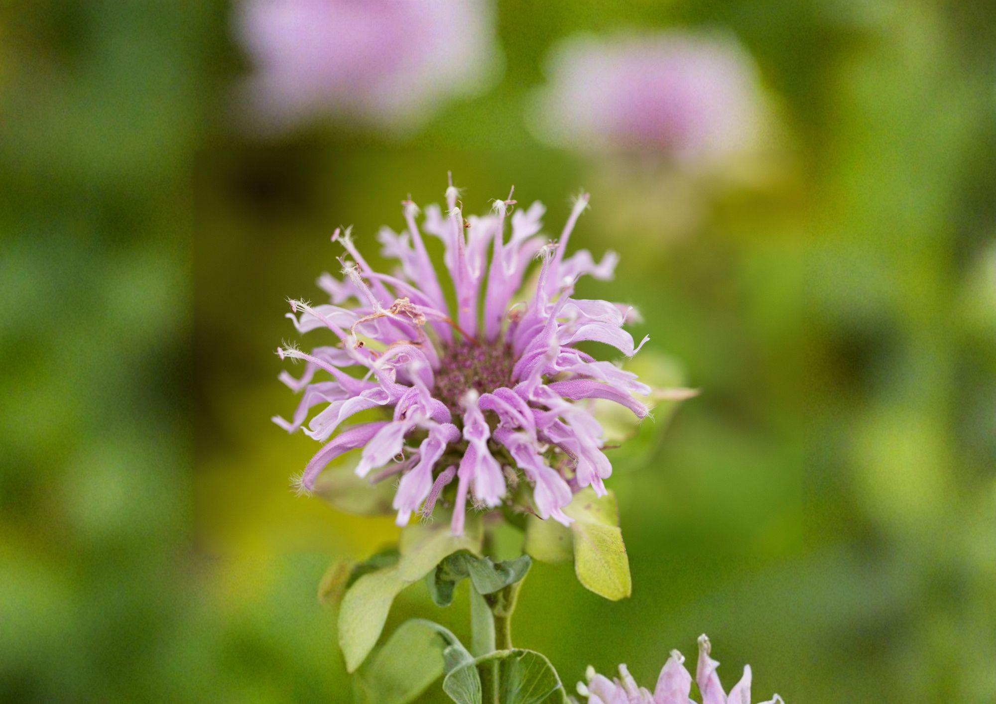 Wild Bergamot Seeds – 100 Native Bee Balm Wildflower Seeds for Purple Blooms – Non-GMO Monarda fistulosa