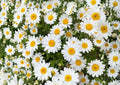 Creeping Daisy Seeds – 100 Pack Low Growing White Flower Garden Blooms – Non-GMO, Easy to Grow, Ground Cover, Osteospermum