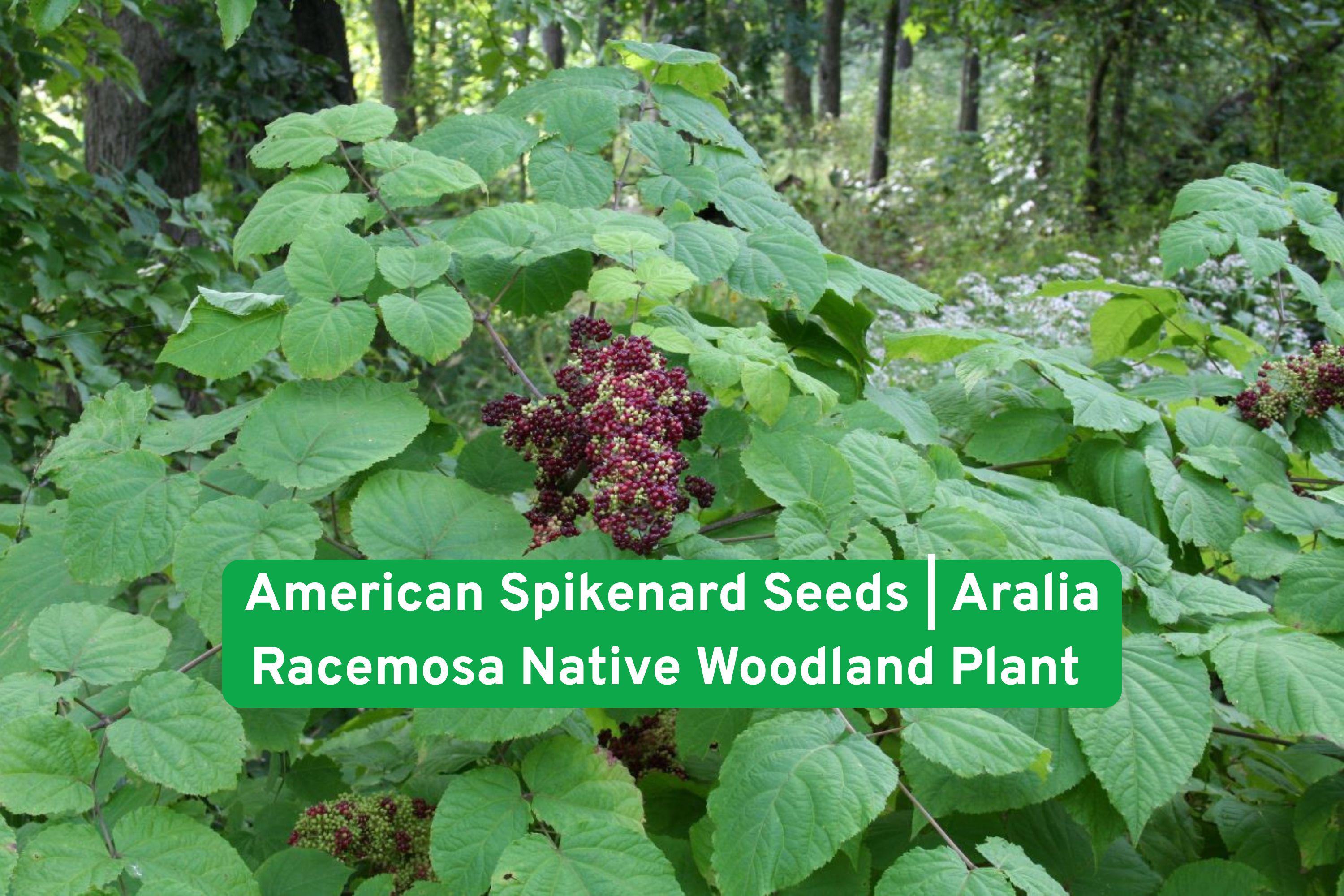 American Spikenard Seeds | Aralia racemosa Native Woodland Perennial for Shade Gardens, Pollinator-Friendly, Wildflower Seed
