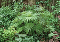 Huacatay Seeds - Black Mint Peruvian Culinary Herb 100 Seeds - Fresh, Organic, Aromatic, Tagetes minuta