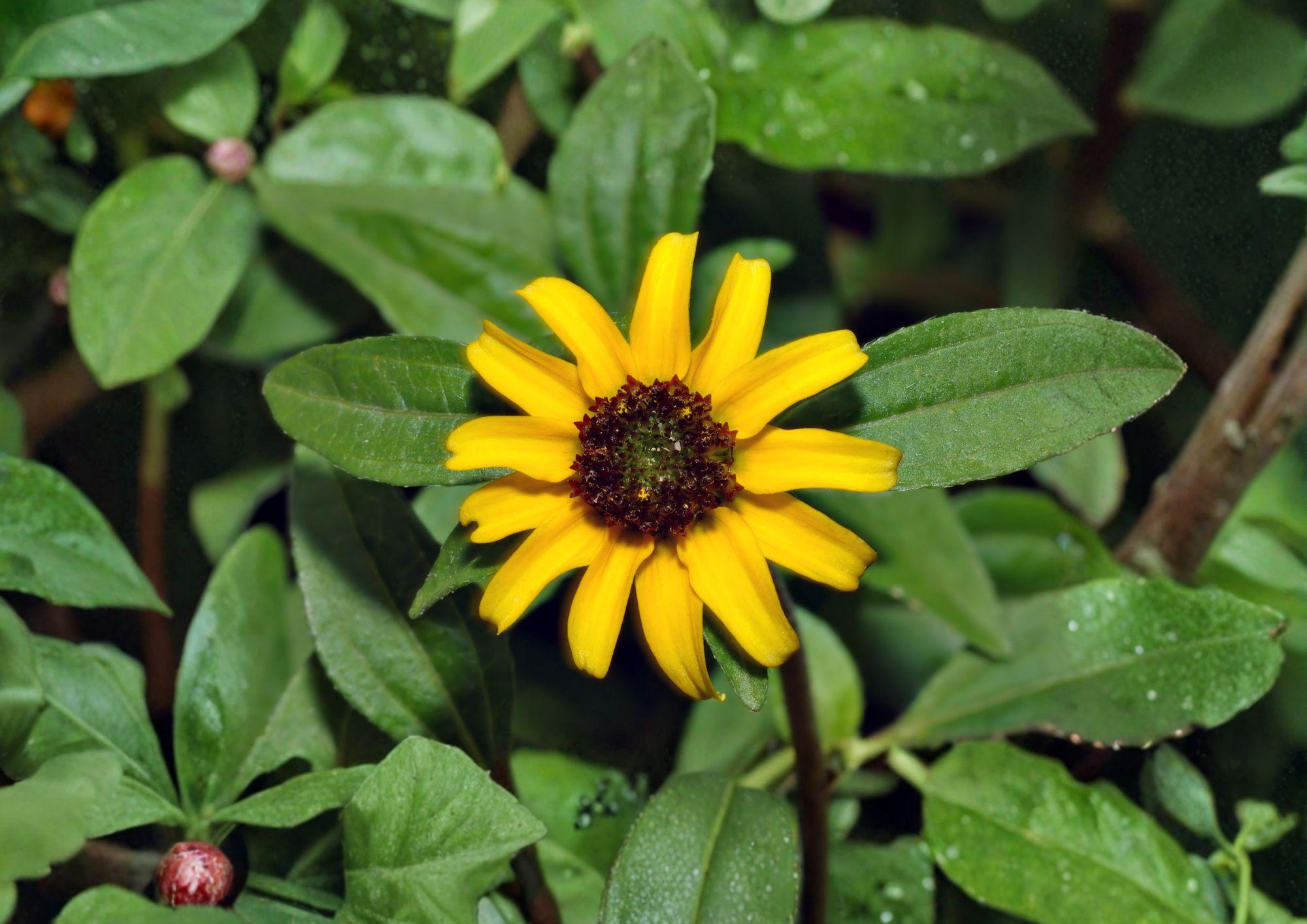 Creeping Zinnia Seeds – Sanvitalia Procumbens – 100 Low Growing Yellow Flower Seeds for Summer Garden – Easy to Grow
