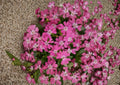 Nodding Catchfly Seeds – 100 Pink Silene Pendula Flower Seeds for Cottage Garden Borders – Fast Shipping