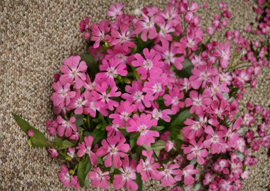 Nodding Catchfly Seeds – 100 Pink Silene Pendula Flower Seeds for Cottage Garden Borders – Fast Shipping