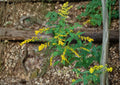 Solidago ulmifolia Elmleaf Goldenrod Seeds - Native Wildflower, Late Season Yellow Pollinator Perennial, 100 Seeds