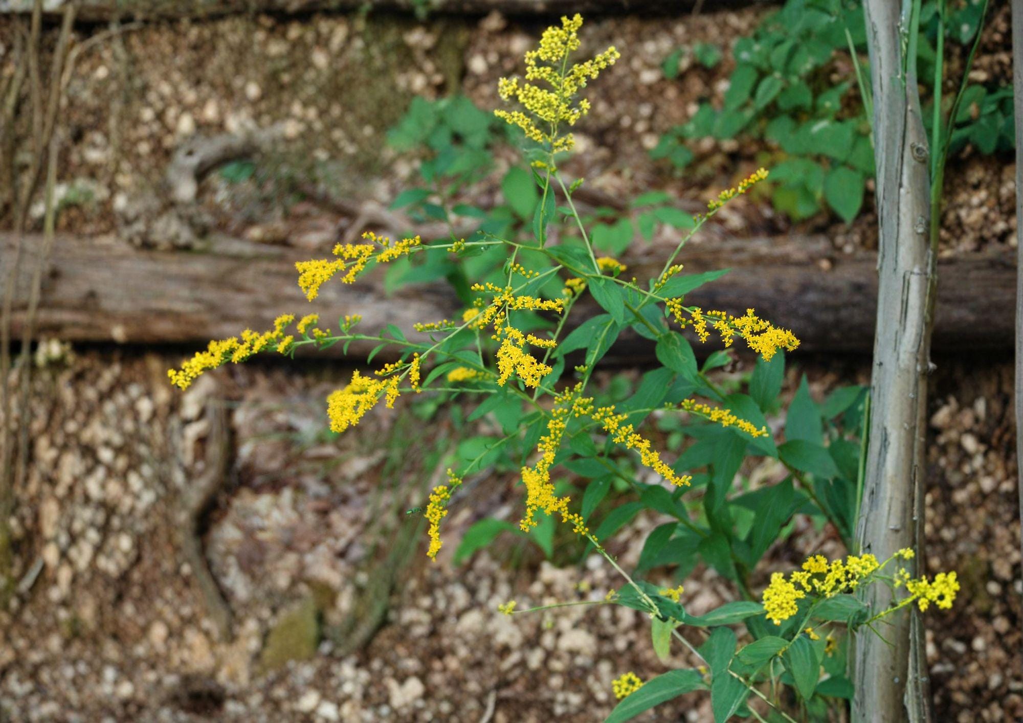 Solidago ulmifolia Elmleaf Goldenrod Seeds - Native Wildflower, Late Season Yellow Pollinator Perennial, 100 Seeds