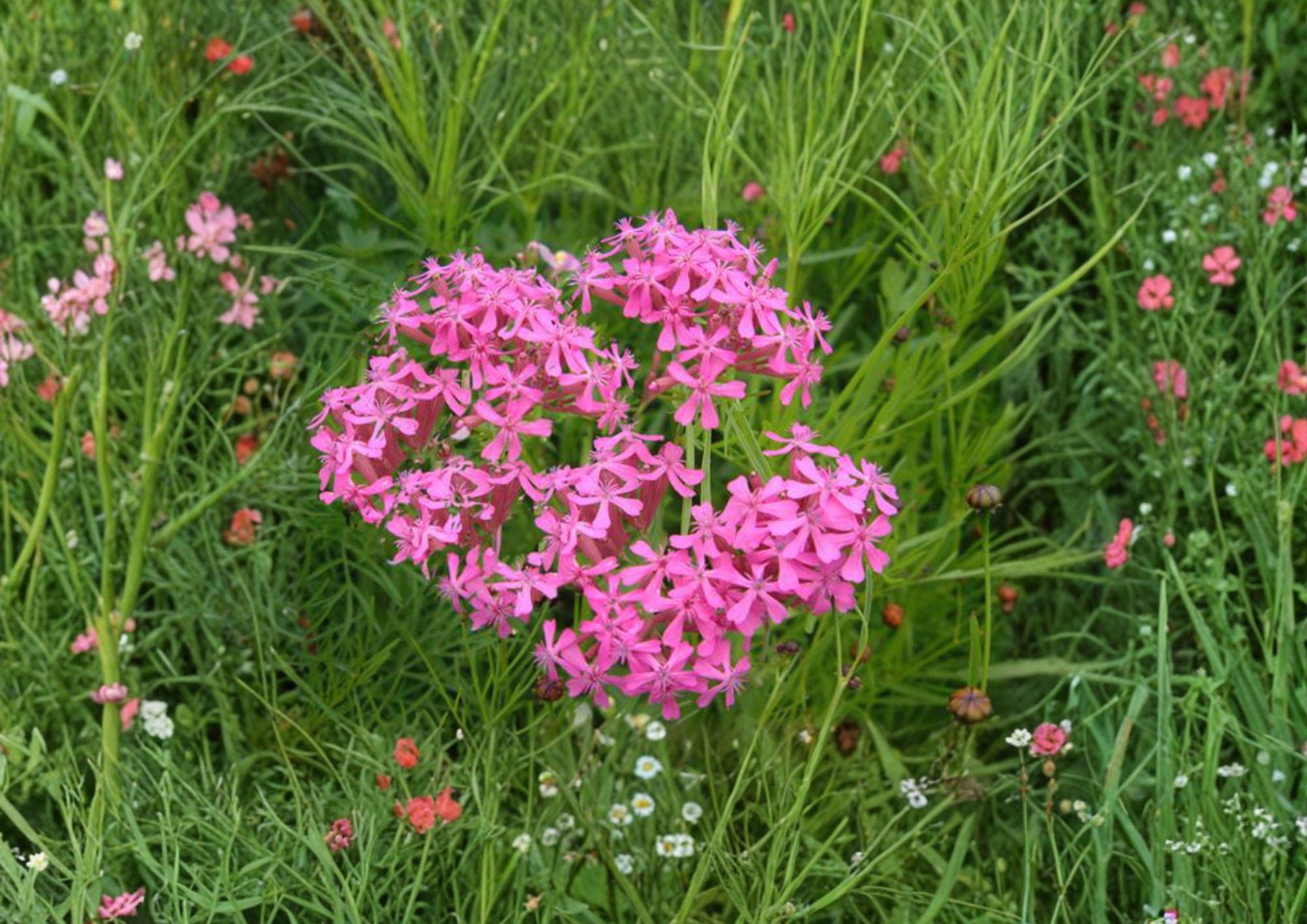 Silene Armeria Seeds – 100 Bright Pink Catchfly Flower Seeds for Cottage Garden, Non-GMO, Easy to Grow
