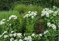 Parthenium integrifolium Wild Quinine Seeds - Native Prairie Perennial, White Button Flower, Pollinator Plant, 25 Seeds