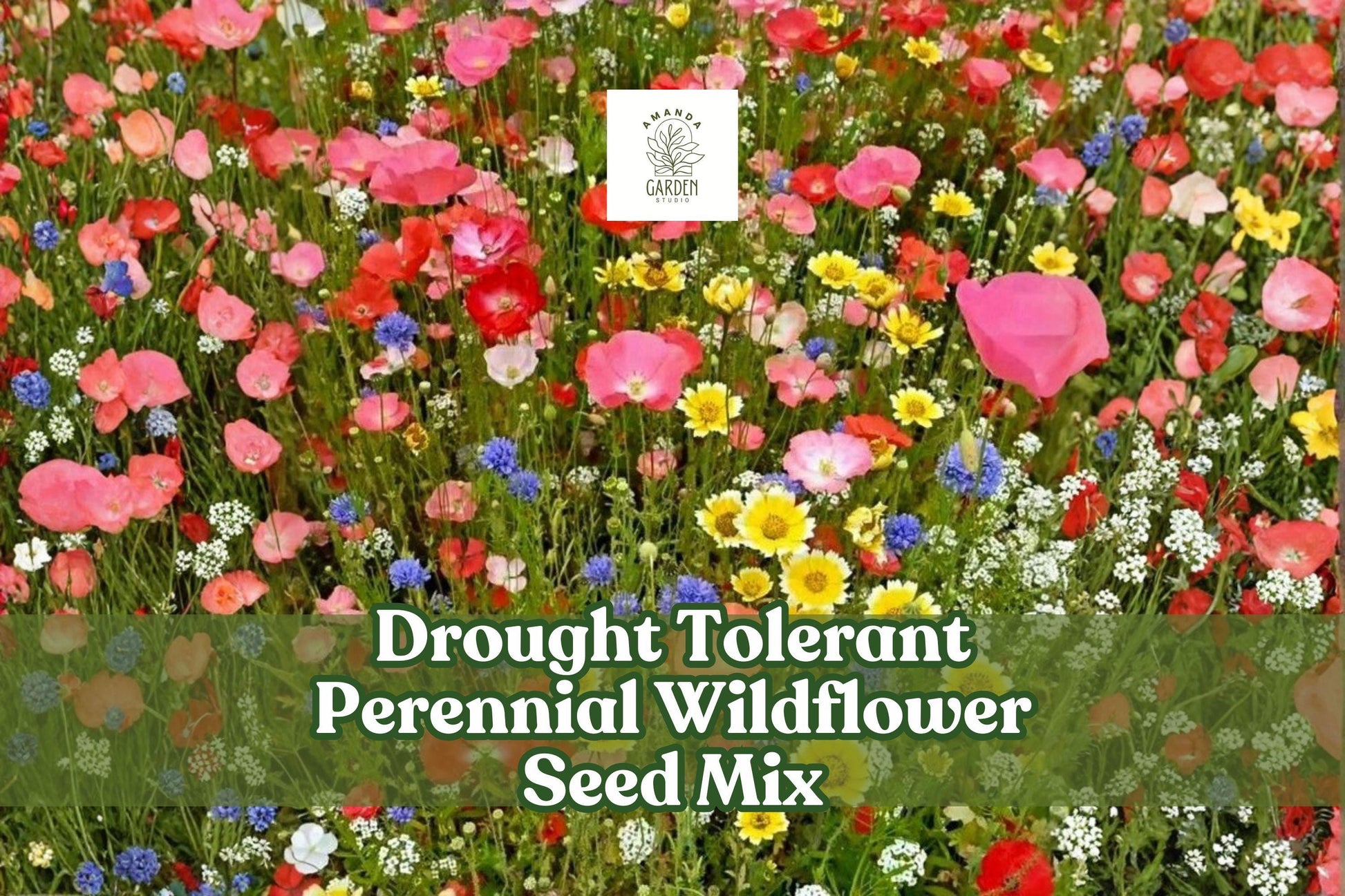 Drought Tolerant Perennial Wildflower Seed Mix – Bulk Garden Flower Blend with Lupine, Flax, Coreopsis & Shasta Daisy