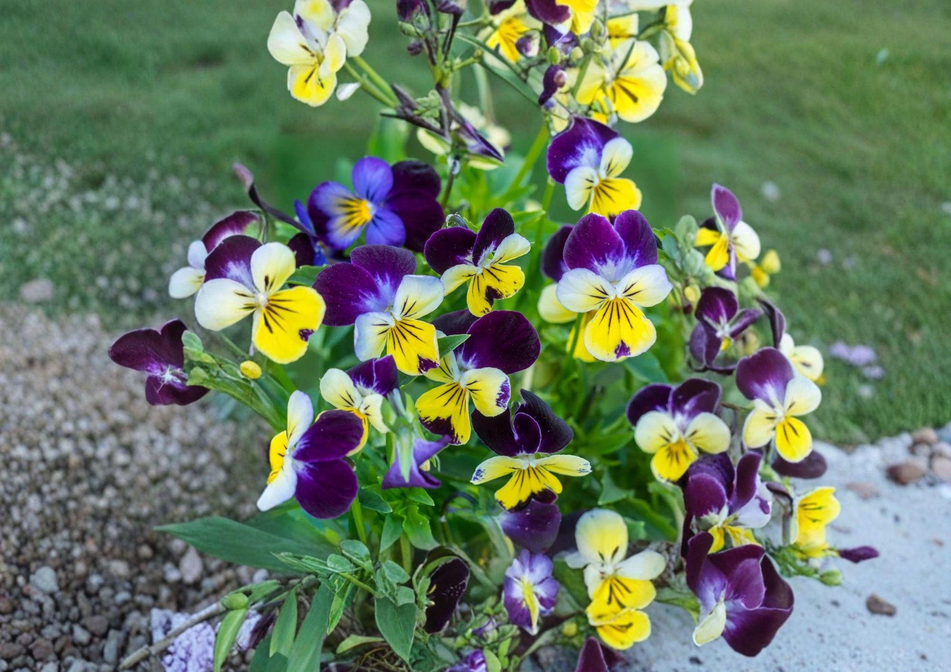 Johnny Jump Up Viola Seeds – Colorful Pansy Style Garden Flowers, 100 Count, Easy to Grow, Viola tricolor