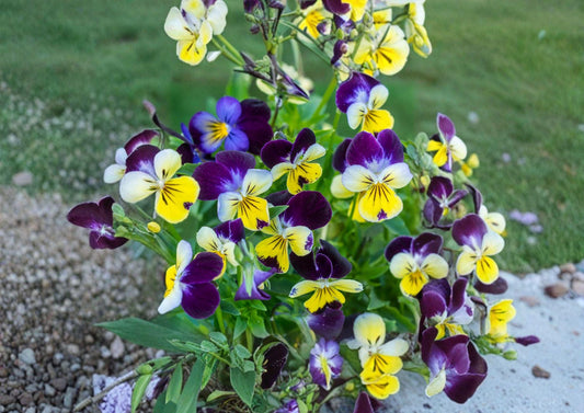 Johnny Jump Up Viola Seeds – Colorful Pansy Style Garden Flowers, 100 Count, Easy to Grow, Viola tricolor