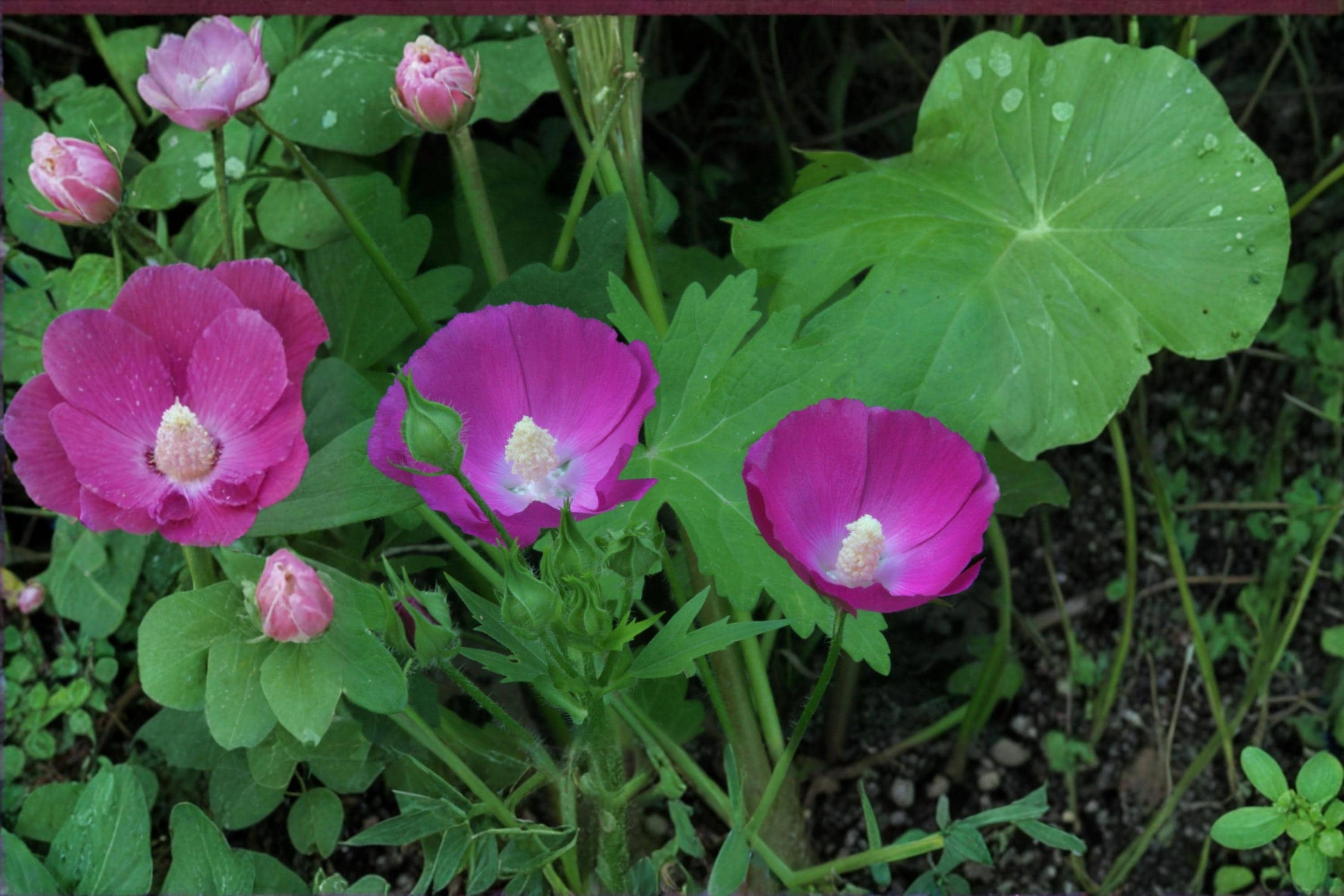 Bush's Poppy Mallow Seeds – Native Perennial Flower, Vibrant Magenta, Drought-Tolerant, Callirhoe bushii, Pollinator-Friendly, Sunny Gardens