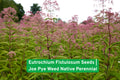 Eutrochium Fistulosum Seeds | Joe Pye Weed Native Perennial for Pollinator Gardens | Butterfly & Bee Attractant