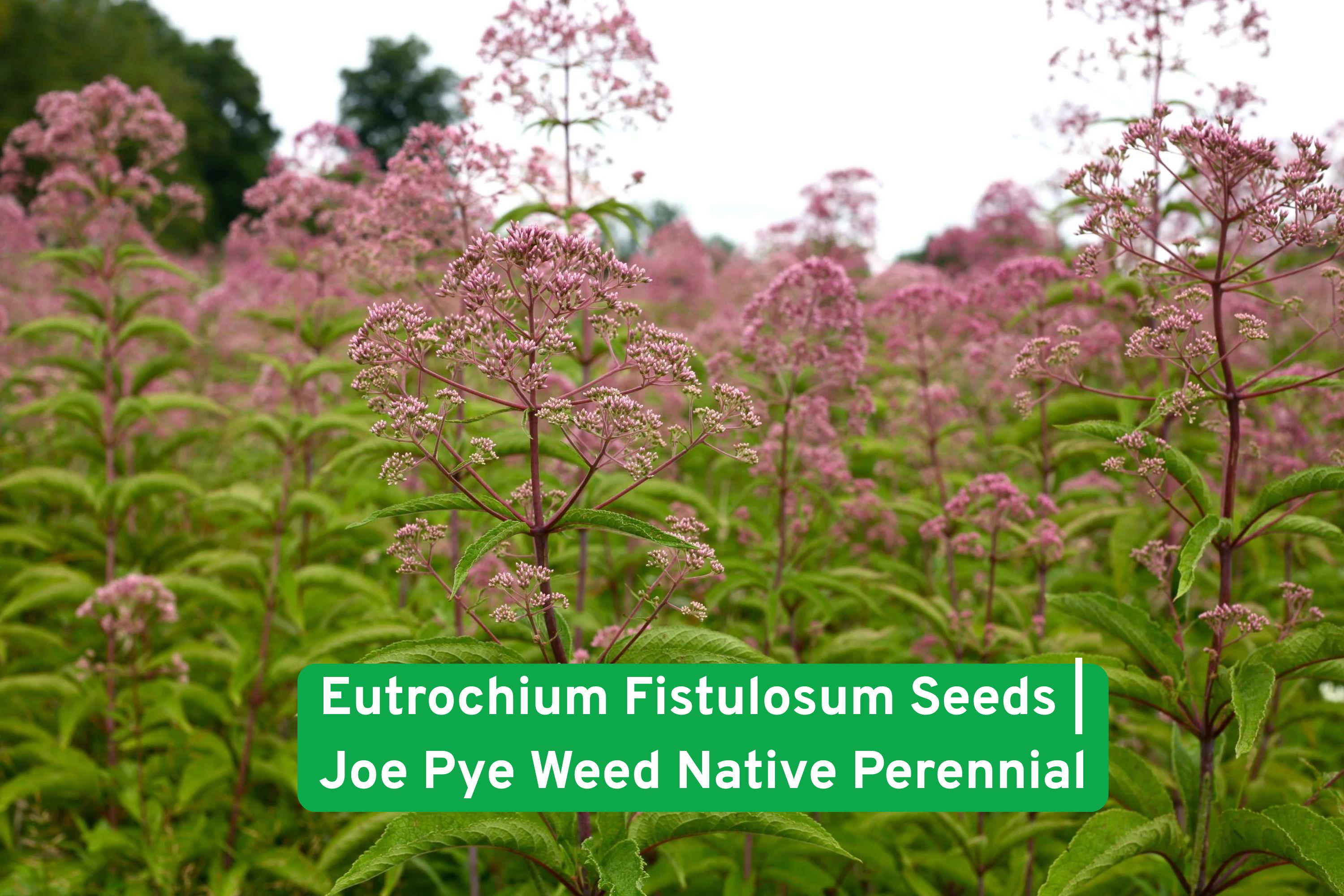 Eutrochium Fistulosum Seeds | Joe Pye Weed Native Perennial for Pollinator Gardens | Butterfly & Bee Attractant