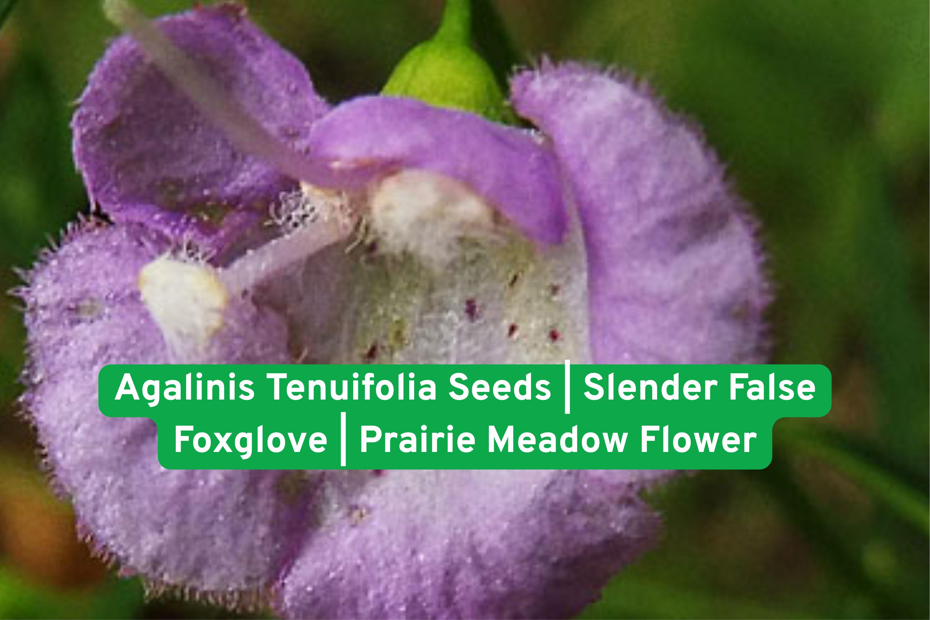 Agalinis Tenuifolia Seeds | Slender False Foxglove Wildflower for Prairie Gardens & Pollinator Habitats