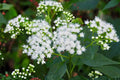White Snakeroot Seeds, Native Perennial, Clusters of White Flowers, Ageratina altissima, Shade Garden Plant, Pollinator Support