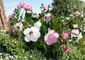 Swamp Rose Mallow Seeds – 30 Giant Pink & White Native Hibiscus Flower Seeds – Easy to Grow Perennial Plant