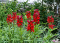 Lobelia Cardinalis Seeds – 100 Cardinal Flower Seeds for Hummingbird Garden – Native Wildflower Seeds in Brilliant Red