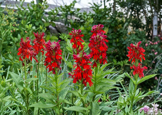 Lobelia Cardinalis Seeds – 100 Cardinal Flower Seeds for Hummingbird Garden – Native Wildflower Seeds in Brilliant Red