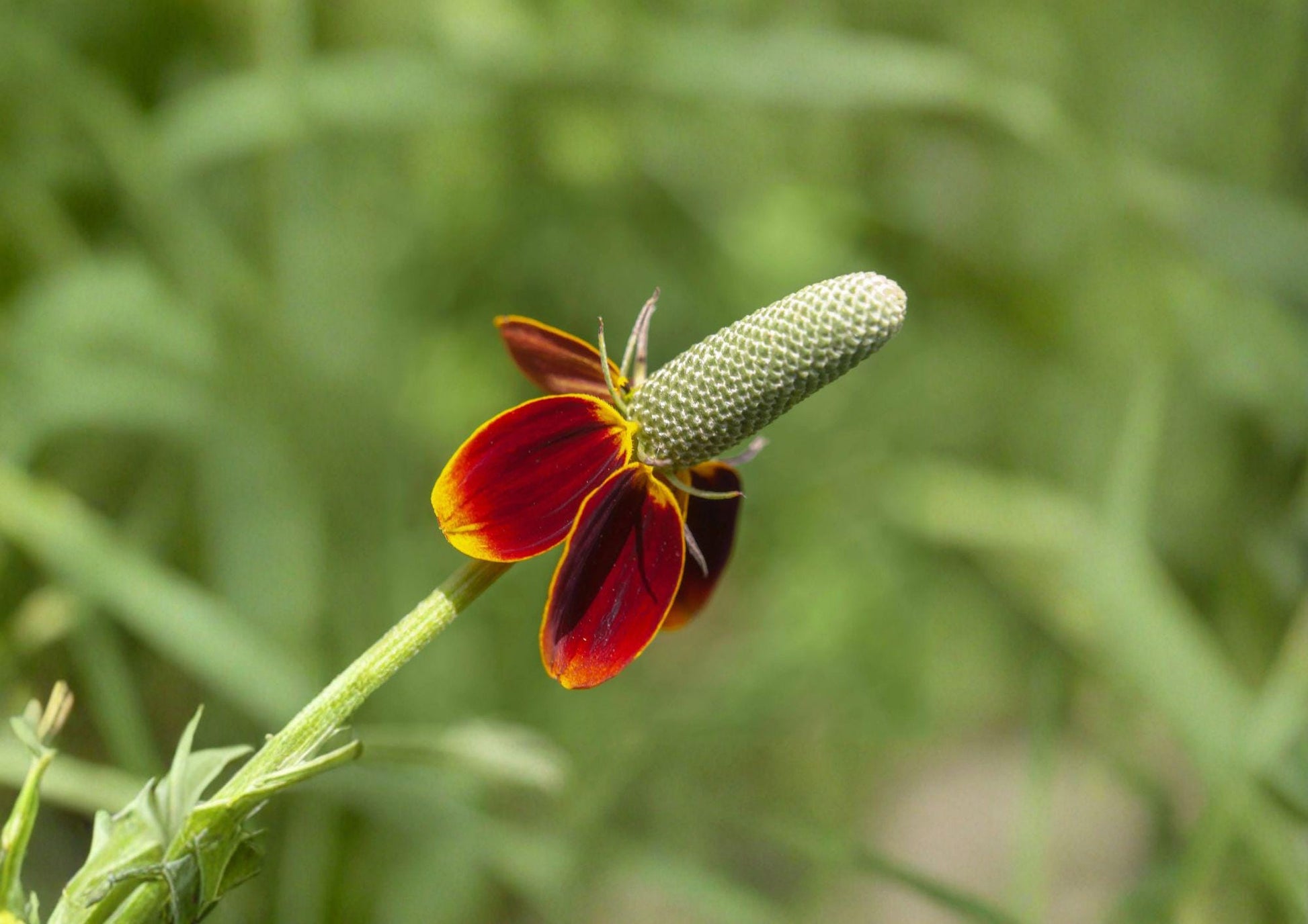 Mexican Hat Ratibida Columnifera Pulchra Seeds – 250 Native Red Yellow Prairie Wildflower Seeds – Non-GMO Plant Seeds