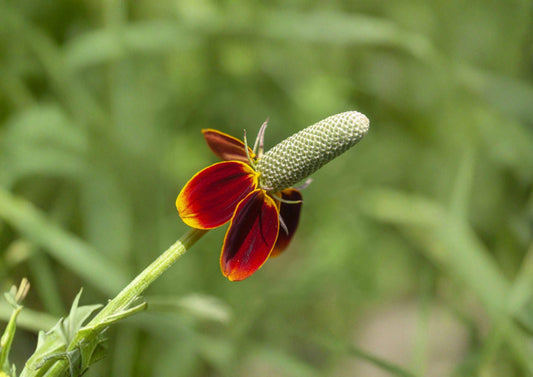 Mexican Hat Ratibida Columnifera Pulchra Seeds – 250 Native Red Yellow Prairie Wildflower Seeds – Non-GMO Plant Seeds