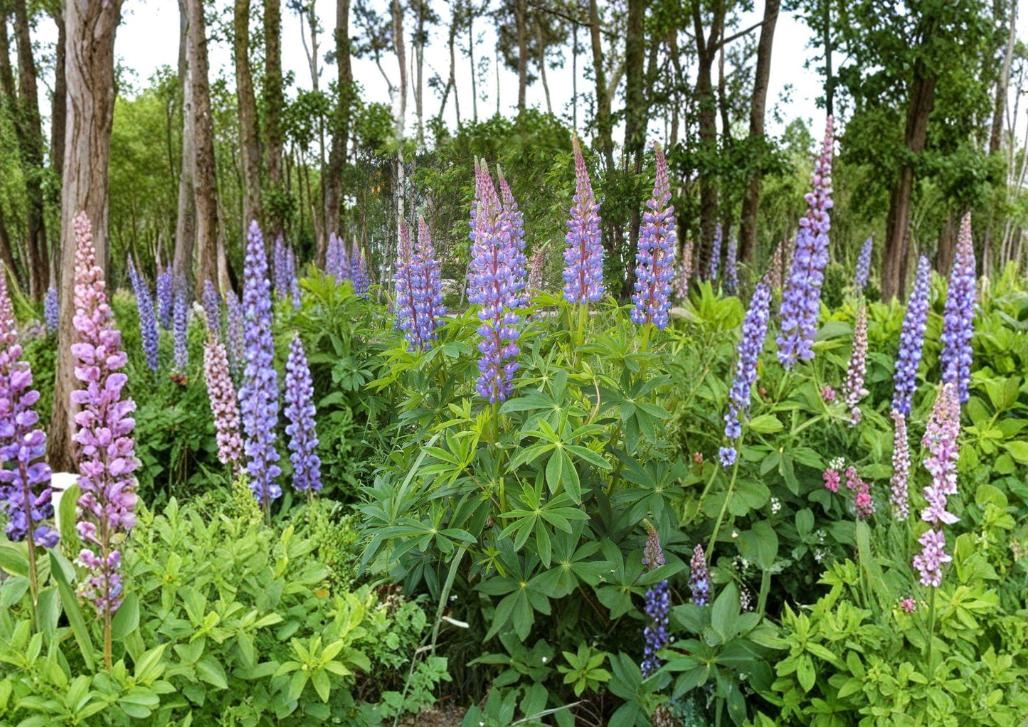 Lupine Seeds – Tall Mixed Color Perennial Flower Garden Plants – Fast Growing, Ornamental, Lupinus polyphyllus – 20 Seeds