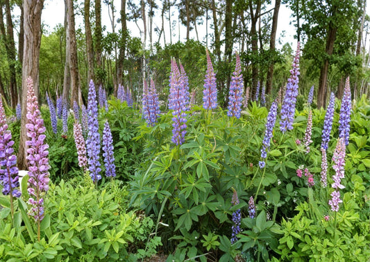 Lupine Seeds – Tall Mixed Color Perennial Flower Garden Plants – Fast Growing, Ornamental, Lupinus polyphyllus – 20 Seeds