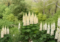 Russell White Lupine Seeds – 20 Perennial Flower Seeds for Garden, Easy to Grow, White Blooms, Lupinus polyphyllus