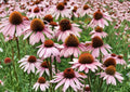 Purple Coneflower Seeds – 100 Native Perennial Flower Seeds for Garden, Bee Friendly, Echinacea purpurea