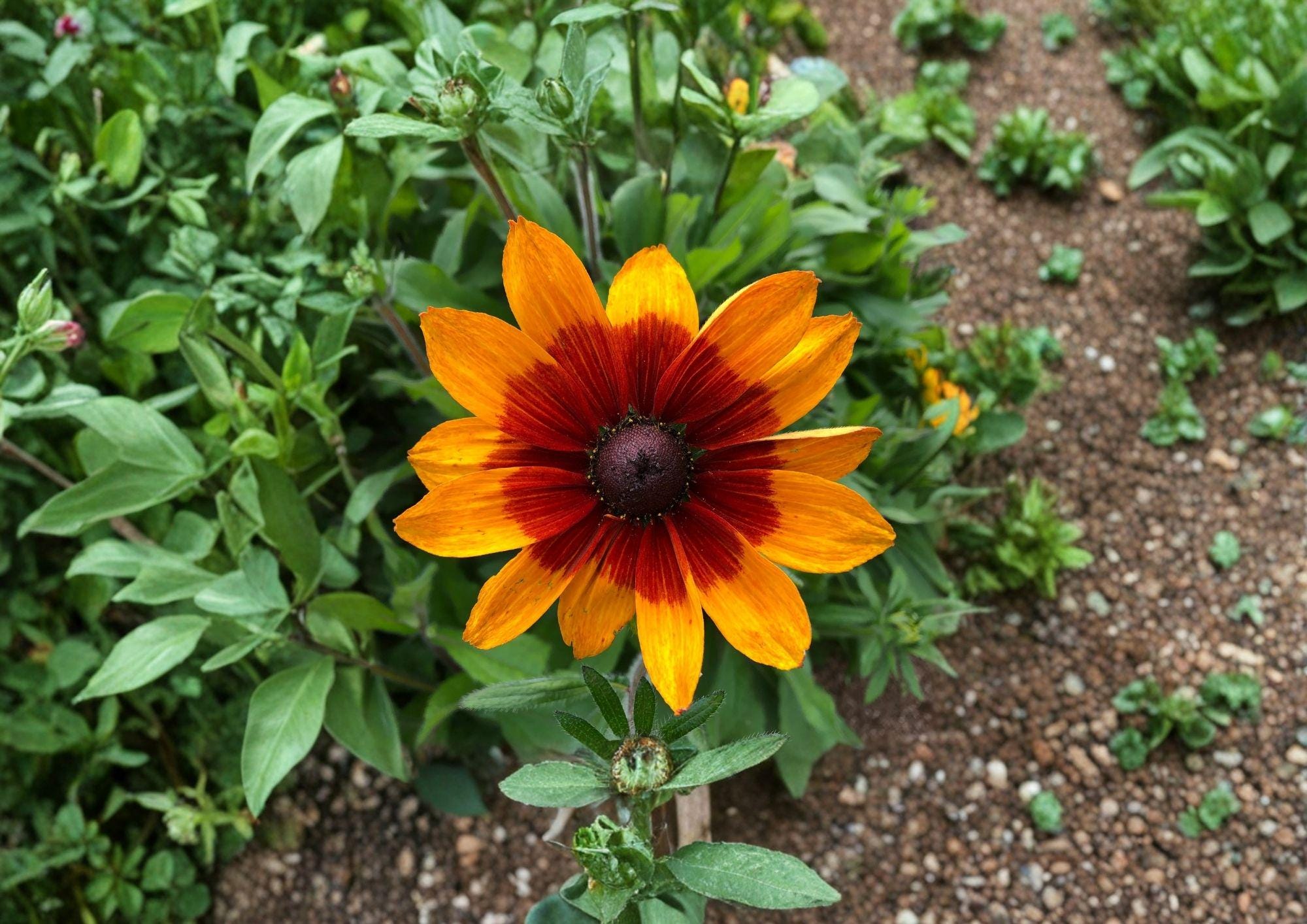 Gloriosa Daisy Seeds – Bright Yellow Coneflower Pollinator Friendly Flowers – New Harvest Quality