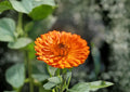 Pacific Beauty Orange Calendula Flower Seeds – Heirloom Pot Marigold Seeds for Easy Gardening