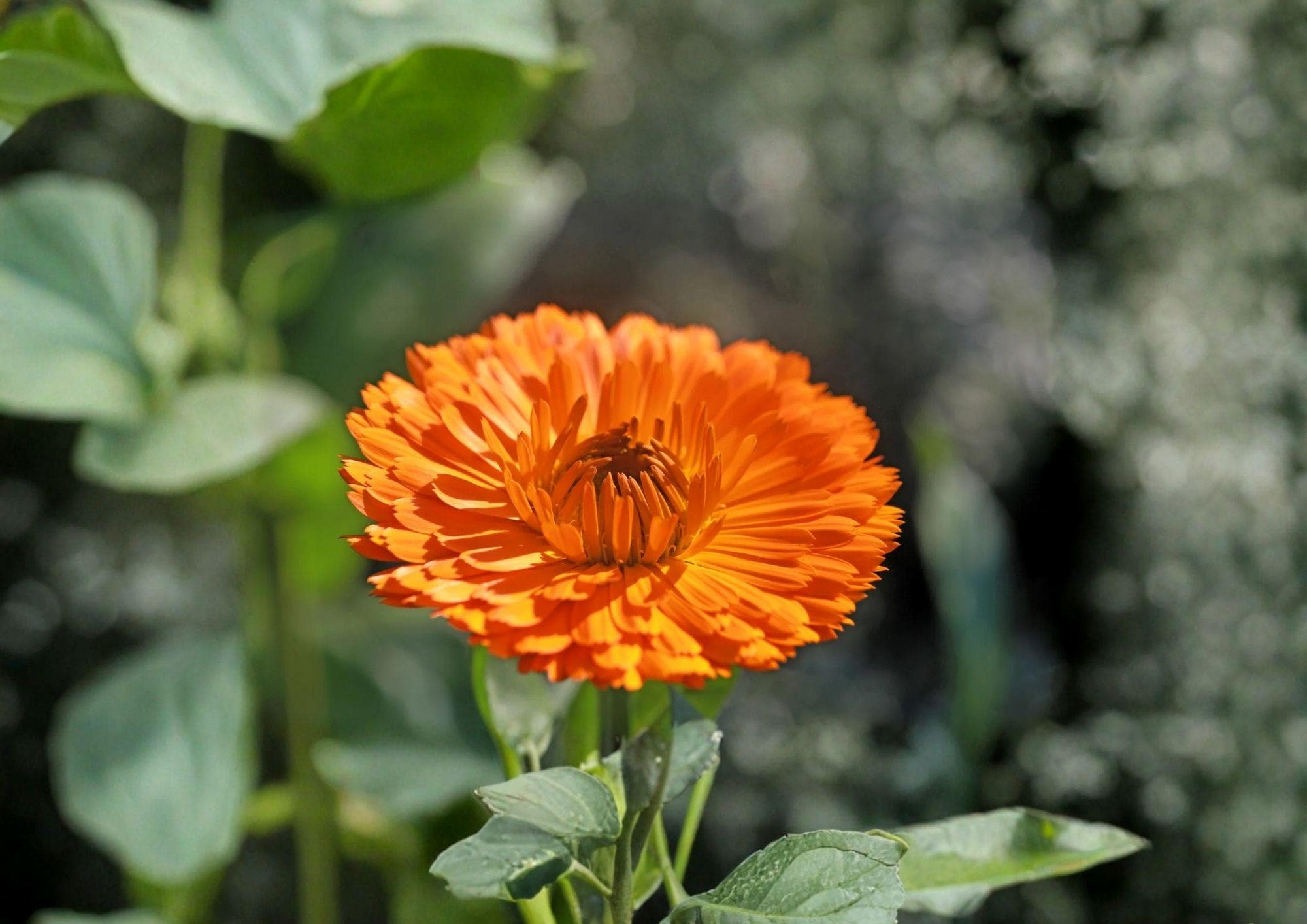Pacific Beauty Orange Calendula Flower Seeds – Heirloom Pot Marigold Seeds for Easy Gardening