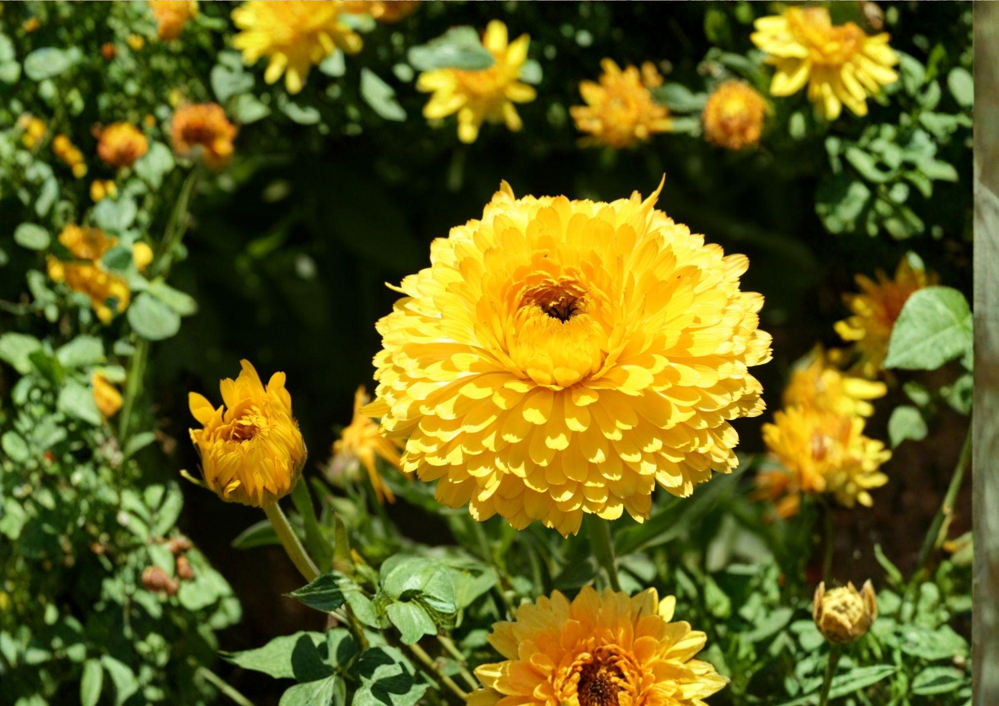 Calendula Pacific Beauty Seeds – Dark Yellow Pot Marigold Flower Seeds, 100 Count, Calendula officinalis, Organic Flower Seeds