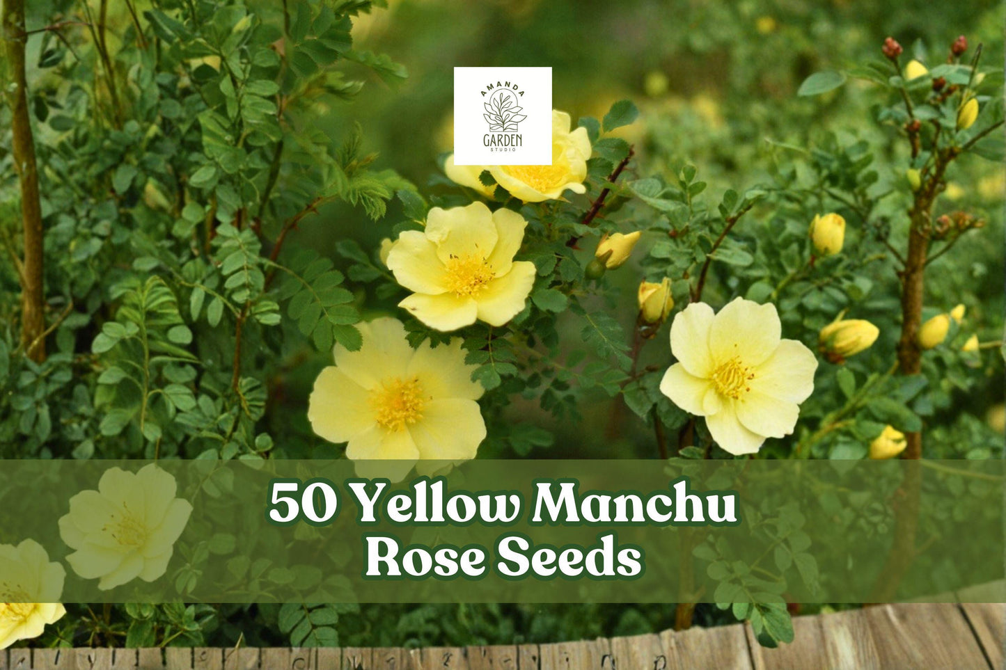 50 Yellow Manchu Rose Seeds – Rosa xanthina Deciduous Shrub with Bright Yellow Spring Blooms for Garden Borders