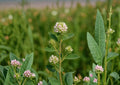 Roundhead Bush Clover Seeds – Native Prairie Wildflower, Pollinator-Friendly, Fast Growing, Desmodium rotundifolium