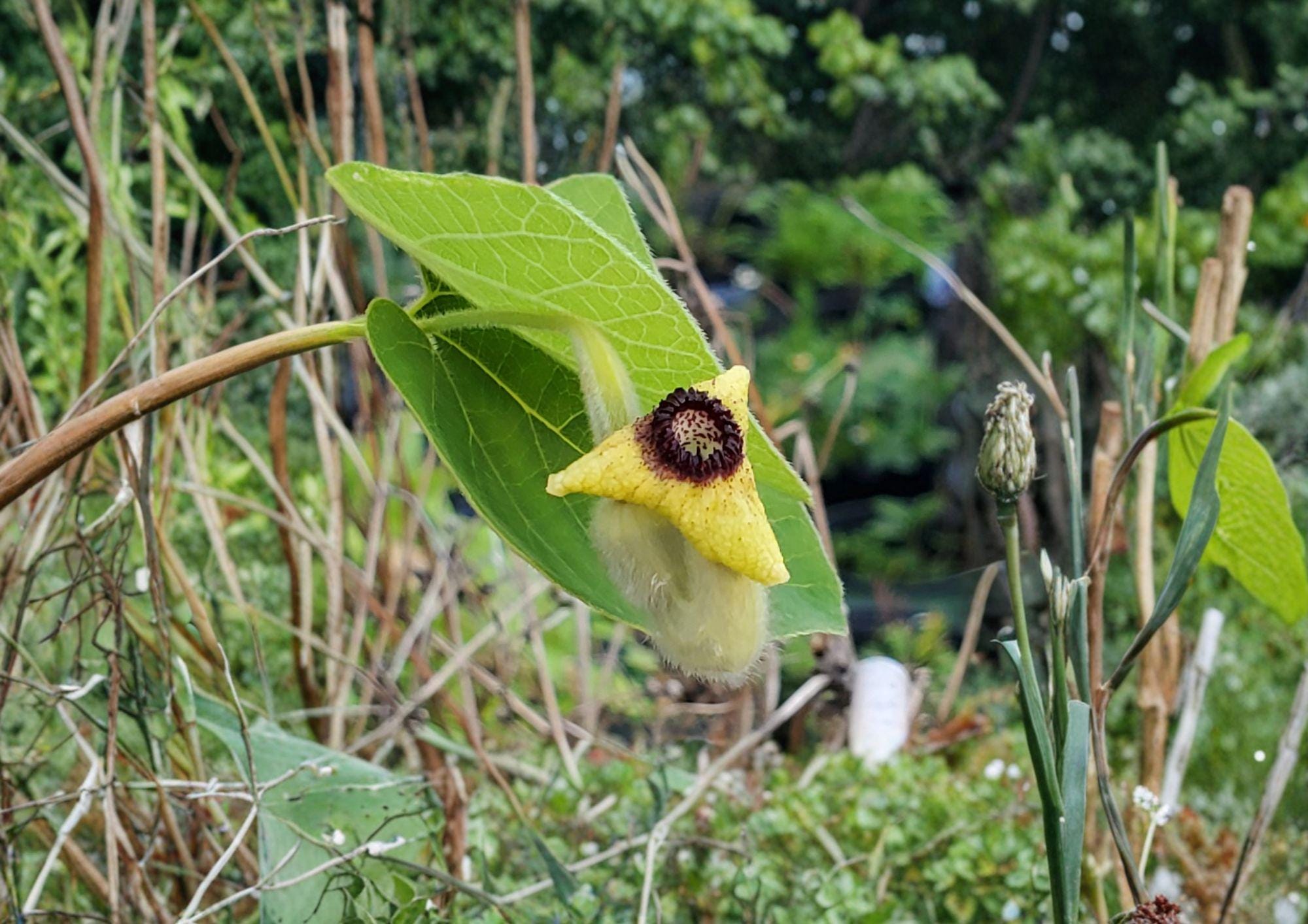 Wooly Dutchman's Pipevine Seeds - Aristolochia Tomentosa Native Climbing Vine Easy to Grow Botanical Seed