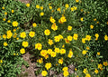 Dwarf Coreopsis Flower Seeds – Bright Yellow Perennial Blooms for Gardens – Coreopsis verticillata