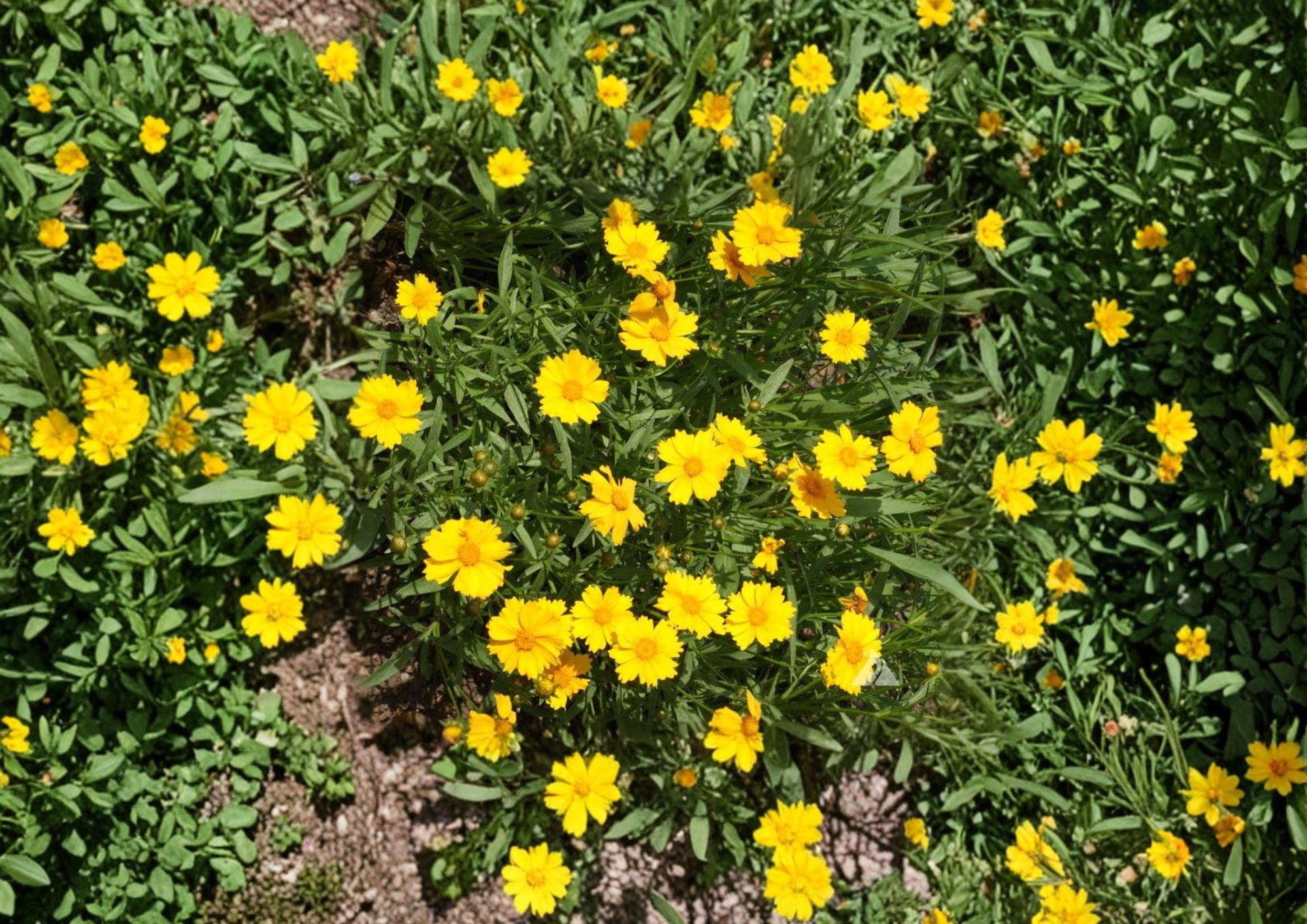 Dwarf Coreopsis Flower Seeds – Bright Yellow Perennial Blooms for Gardens – Coreopsis verticillata