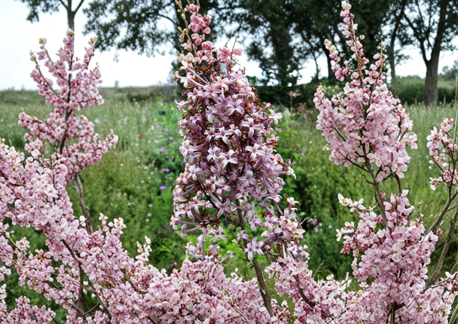 Littleleaf Lilac Flower Seeds – Fragrant Pink Purple Spring Shrub for Garden Borders – Syringa microphylla