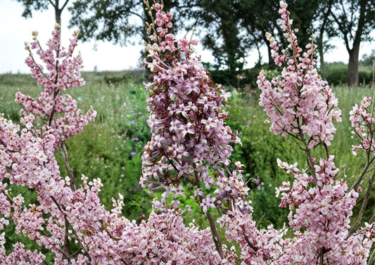 Littleleaf Lilac Flower Seeds – Fragrant Pink Purple Spring Shrub for Garden Borders – Syringa microphylla